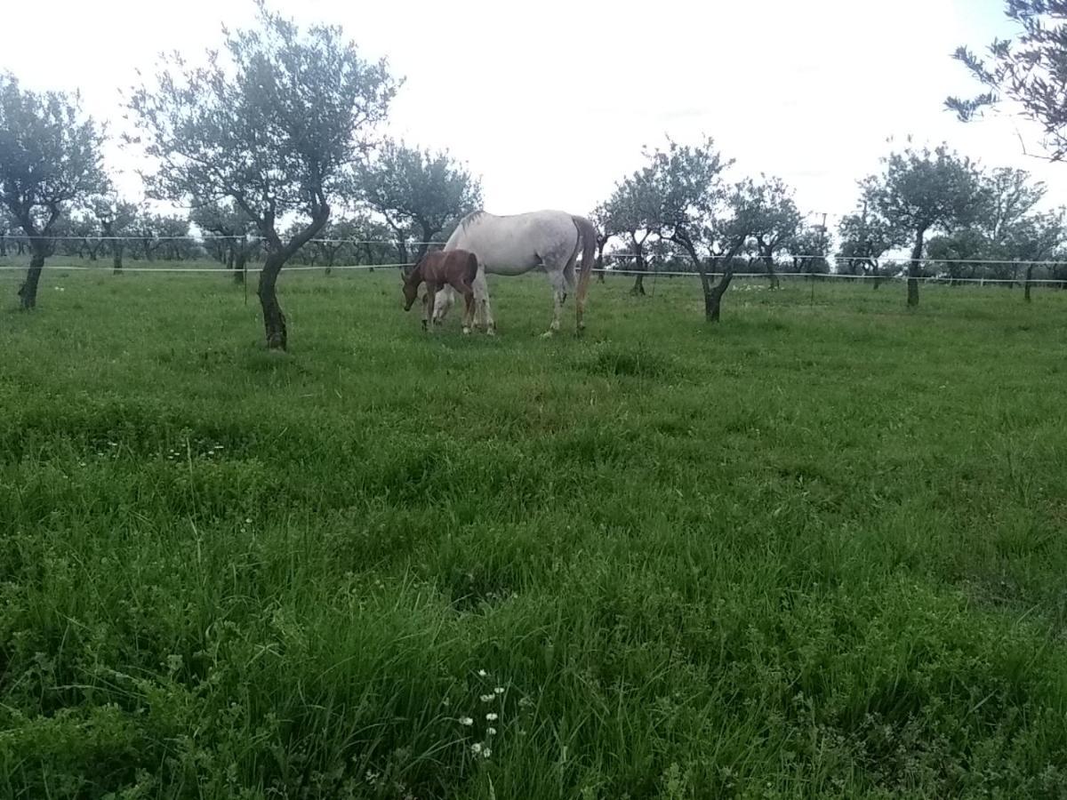 Studio Independant Dans Ferme Equestre Aups Exteriér fotografie